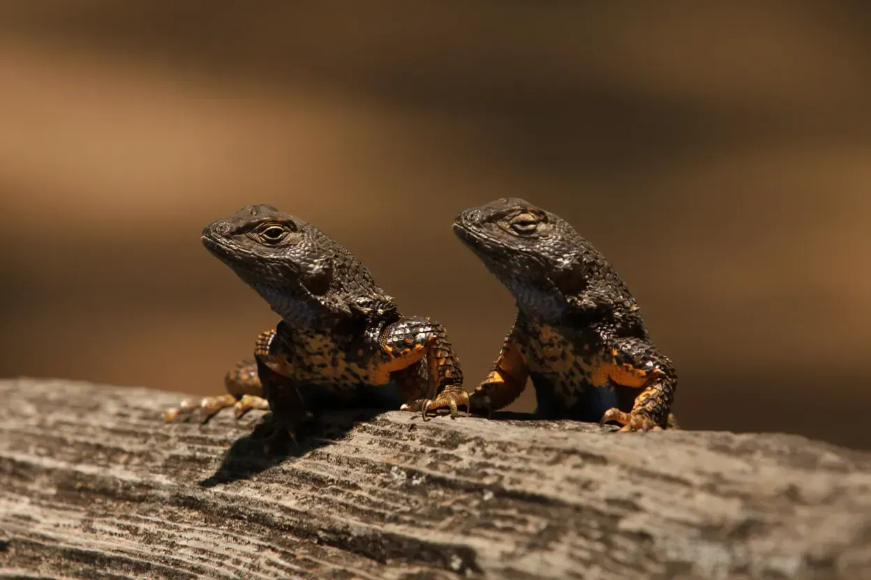 image result generation